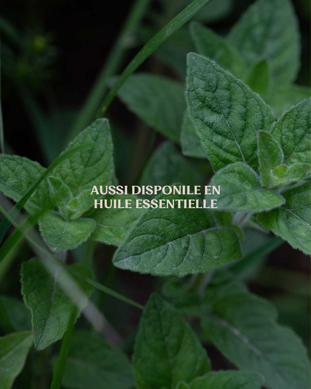 Menthe poivrée  • Feuilles séchées