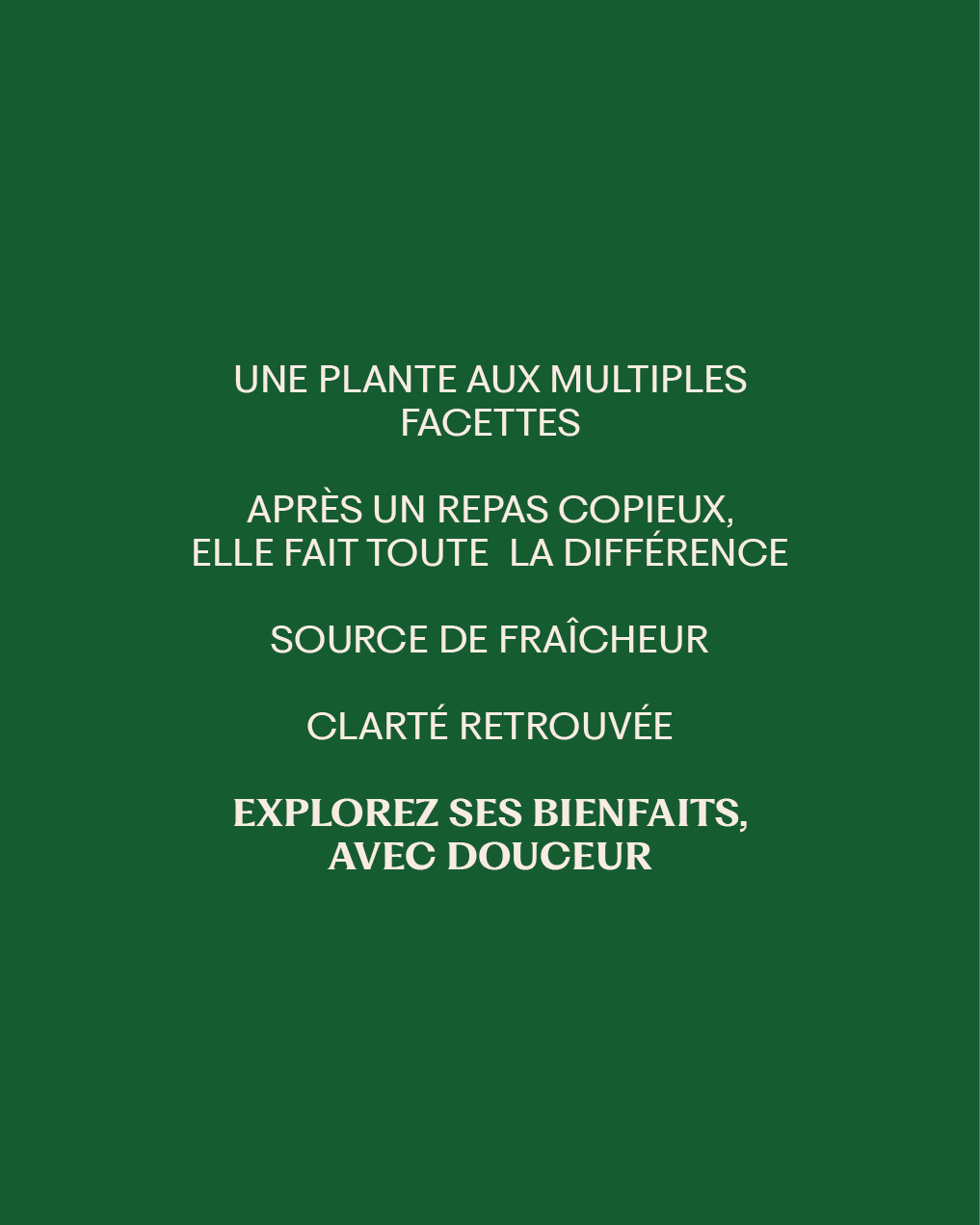Menthe poivrée  • Feuilles séchées