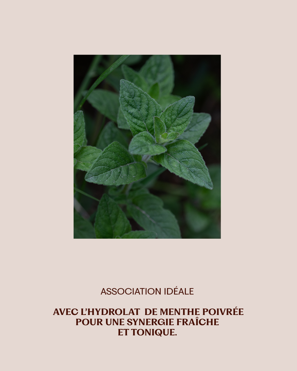 Hydrolat Romarin BIO & COSMOS