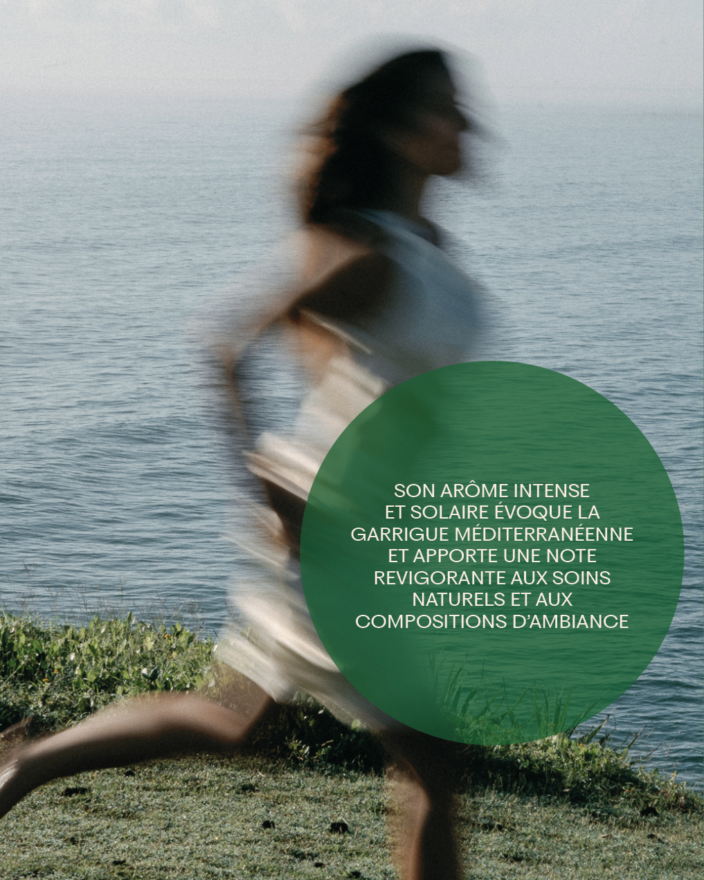 Huile essentielle Thym à thymol BIO