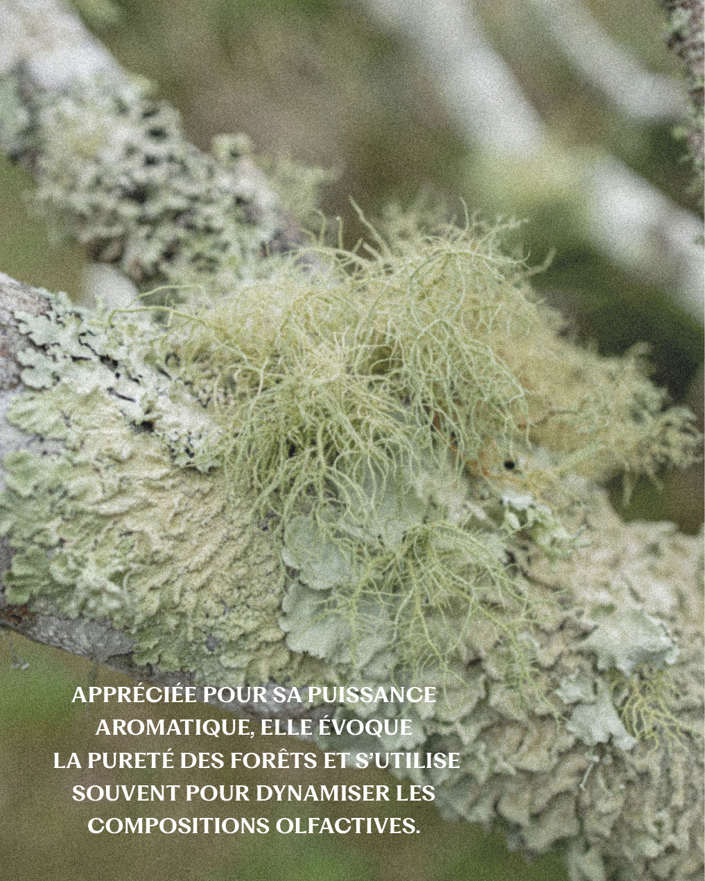 Huile essentielle Camphre