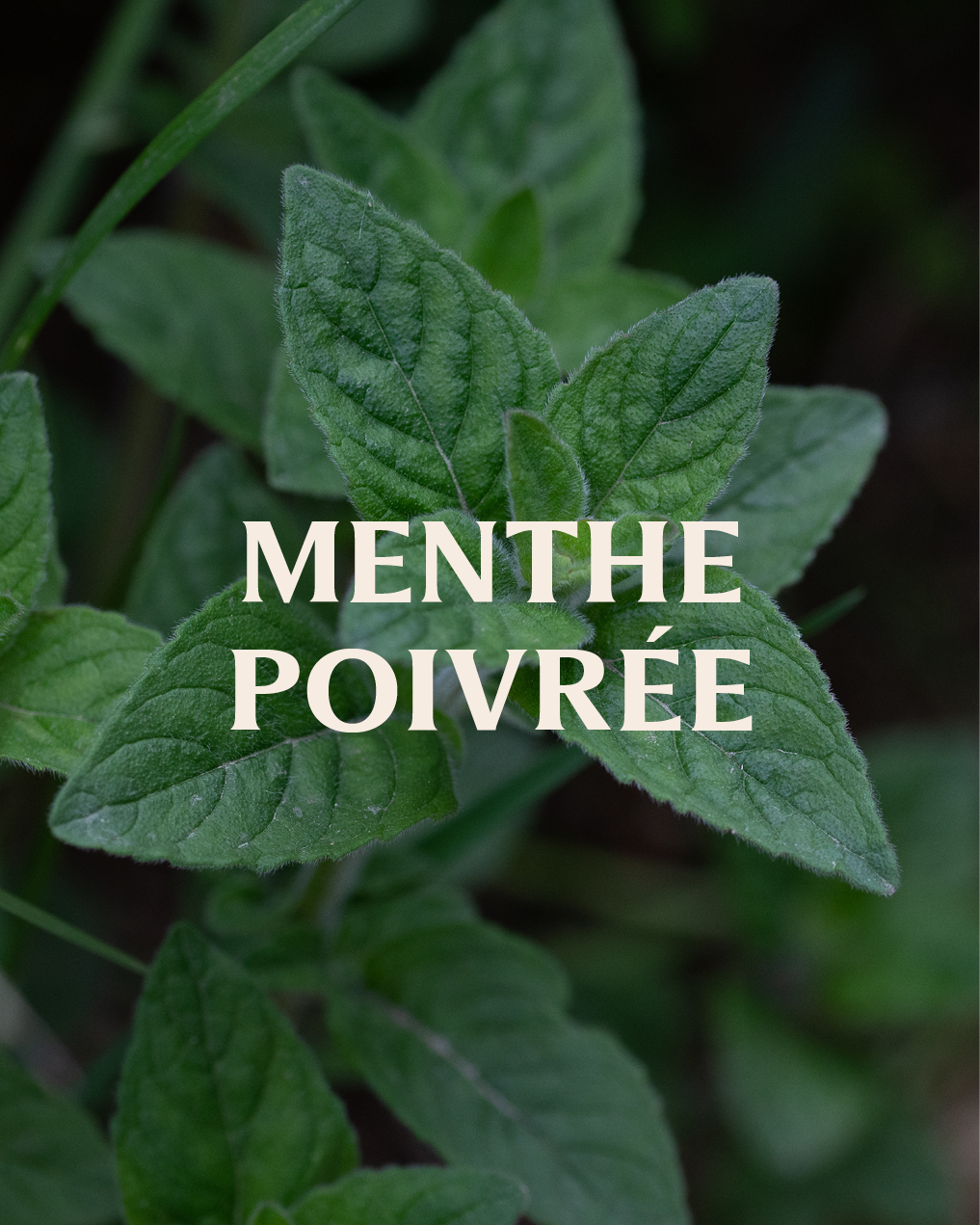 Menthe poivrée  • Feuilles séchées