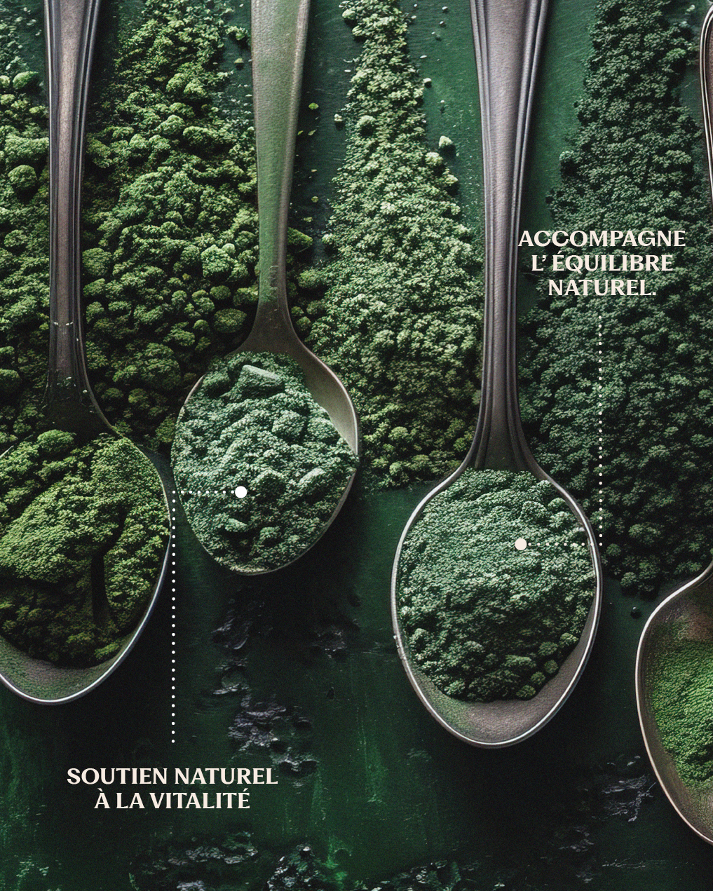 Spiruline • Poudre